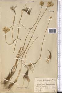 Allium inderiense Fisch. ex Bunge, Middle Asia, Northern & Central Kazakhstan (M10) (Kazakhstan)