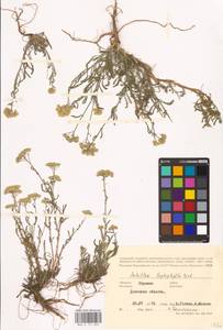 Achillea leptophylla M. Bieb., Eastern Europe, South Ukrainian region (E12) (Ukraine)