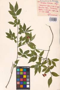 Euonymus verrucosus Scop., Eastern Europe, Middle Volga region (E8) (Russia)