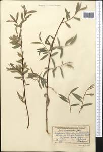 Salix capusii Franch., Middle Asia, Western Tian Shan & Karatau (M3) (Kyrgyzstan)