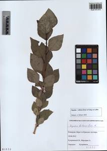 Populus tremuloides Michx., Siberia, Altai & Sayany Mountains (S2) (Russia)