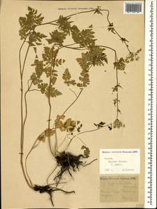 Chaerophyllum aureum L., Caucasus, Krasnodar Krai & Adygea (K1a) (Russia)