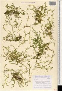 Lycopodioides helvetica (L.) Kuntze, Caucasus, North Ossetia, Ingushetia & Chechnya (K1c) (Russia)