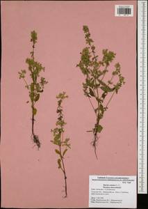 Stachys annua (L.) L., Eastern Europe, Central region (E4) (Russia)