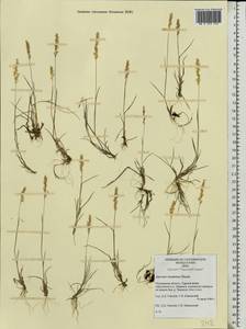 Agrostis stolonifera L., Eastern Europe, Northern region (E1) (Russia)