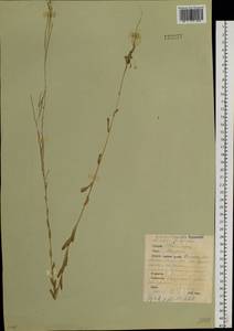 Arabis planisiliqua subsp. nemorensis (Wolf ex Hoffm.) Soják, Siberia, Western Siberia (S1) (Russia)