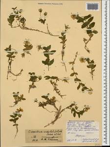 Cerastium undulatifolium Somm. & Levier, Caucasus, North Ossetia, Ingushetia & Chechnya (K1c) (Russia)