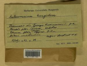 Aulacomnium turgidum (Wahlenb.) Schwägr., Bryophytes, Bryophytes - Baikal & Transbaikal regions (B18) (Russia)