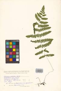 Thelypteris palustris Schott, Siberia, Russian Far East (S6) (Russia)