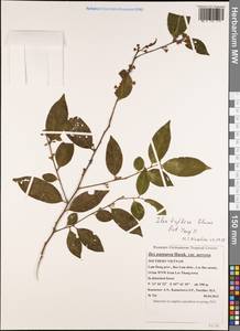 Ilex triflora, South Asia, South Asia (Asia outside ex-Soviet states and Mongolia) (ASIA) (Vietnam)