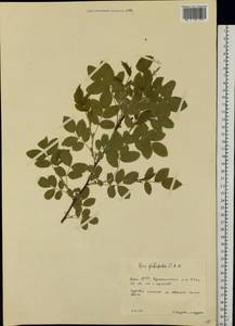 Rosa glabrifolia C. A. Mey. ex Rupr., Eastern Europe, Eastern region (E10) (Russia)
