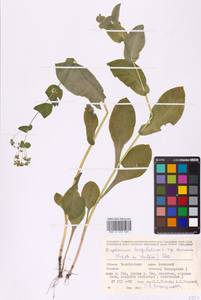 Bupleurum aureum Fisch., Eastern Europe, Eastern region (E10) (Russia)