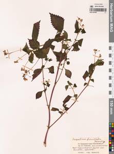 Impatiens furcillata Hemsl. ex Forbes & Hemsl., Siberia, Russian Far East (S6) (Russia)