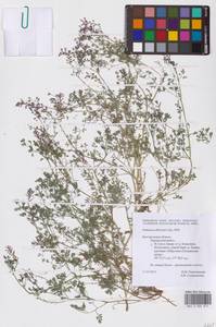 Fumaria schleicheri Soy.-Will., Eastern Europe, Central forest-and-steppe region (E6) (Russia)