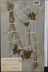 Cyperus glomeratus L., Middle Asia, Muyunkumy, Balkhash & Betpak-Dala (M9) (Kazakhstan)