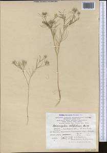 Cuminum setifolium (Boiss.) Koso-Pol., Middle Asia, Karakum (M6) (Turkmenistan)