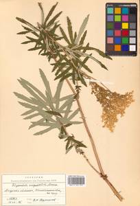 Filipendula angustiloba (Turcz. ex Fisch. & C. A. Mey.) Maxim., Siberia, Russian Far East (S6) (Russia)