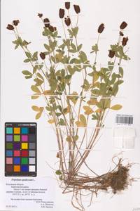 Trifolium spadiceum L., Eastern Europe, Central region (E4) (Russia)