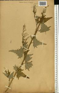 Atriplex sagittata Borkh., Eastern Europe, Central forest-and-steppe region (E6) (Russia)