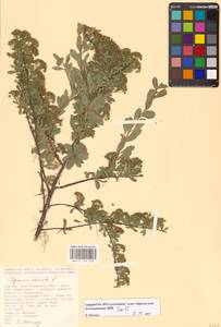 Spiraea crenata L., Eastern Europe, Lower Volga region (E9) (Russia)