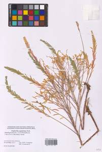Euphorbia seguieriana Neck., Eastern Europe, Eastern region (E10) (Russia)