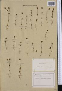 Blackstonia imperfoliata (L. fil.) Samp., Western Europe (EUR) (France)