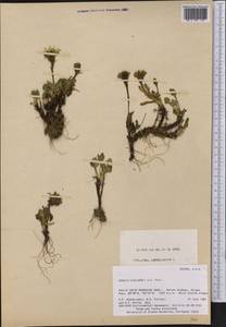 Tephroseris kjellmanii (A. E. Porsild) Holub, America (AMER) (United States)