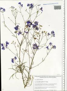 Delphinium consolida subsp. consolida, Eastern Europe, Belarus (E3a) (Belarus)