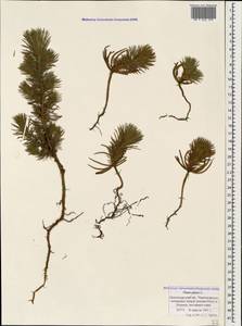 Pinus pinea L., Caucasus, Black Sea Shore (from Novorossiysk to Adler) (K3) (Russia)