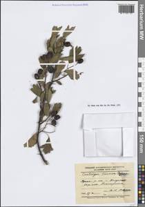 Crataegus meyeri Pojark., Crimea (KRYM) (Russia)