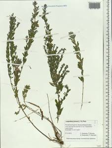 Lespedeza juncea (L.f.)Pers., Siberia, Baikal & Transbaikal region (S4) (Russia)