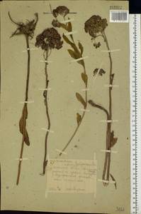 Hylotelephium telephium (L.) H. Ohba, Eastern Europe, Moscow region (E4a) (Russia)