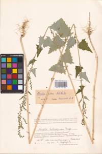 Atriplex sagittata Borkh., Eastern Europe, Lower Volga region (E9) (Russia)