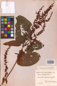 Rumex obtusifolius L., Eastern Europe, North-Western region (E2) (Russia)