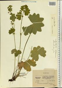 Alchemilla hians Juz., Eastern Europe, Eastern region (E10) (Russia)