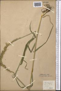 Beckmannia eruciformis (L.) Host, Middle Asia, Northern & Central Kazakhstan (M10) (Kazakhstan)