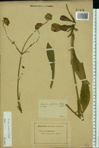 Knautia arvensis (L.) Coult., Eastern Europe, Middle Volga region (E8) (Russia)