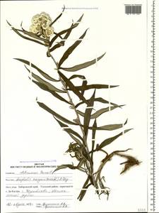 Anaphalis margaritacea (L.) Benth., Siberia, Russian Far East (S6) (Russia)