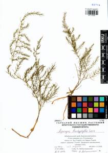Asparagus brachyphyllus Turcz., Siberia, Baikal & Transbaikal region (S4) (Russia)