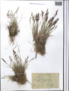 Festuca, Middle Asia, Pamir & Pamiro-Alai (M2) (Tajikistan)