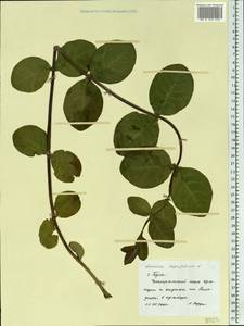 Lonicera caprifolium L., Eastern Europe, Central region (E4) (Russia)