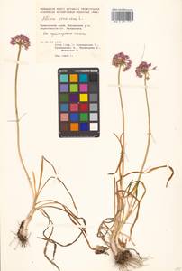 Allium senescens L., Siberia, Russian Far East (S6) (Russia)