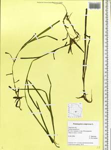 Potamogeton compressus L., Eastern Europe, North-Western region (E2) (Russia)