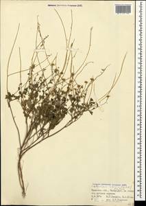 Sobolewskia sibirica (Willd.) P.W. Ball, Crimea (KRYM) (Russia)