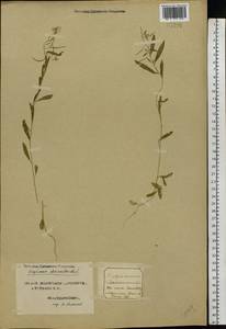 Erysimum cheiranthoides L., Eastern Europe, Northern region (E1) (Russia)