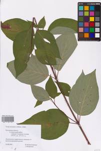 Cornus sericea L., Eastern Europe, Central region (E4) (Russia)