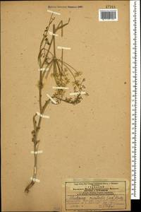 Astrodaucus orientalis (L.) Drude, Caucasus, Azerbaijan (K6) (Azerbaijan)