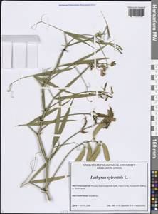 Lathyrus sylvestris L., Caucasus, Black Sea Shore (from Novorossiysk to Adler) (K3) (Russia)