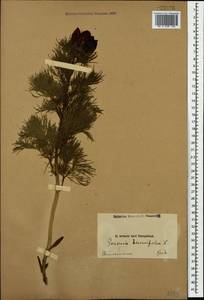 Paeonia tenuifolia L., Caucasus, Armenia (K5) (Armenia)