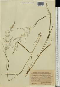 Agrostis gigantea Roth, Eastern Europe, Moscow region (E4a) (Russia)